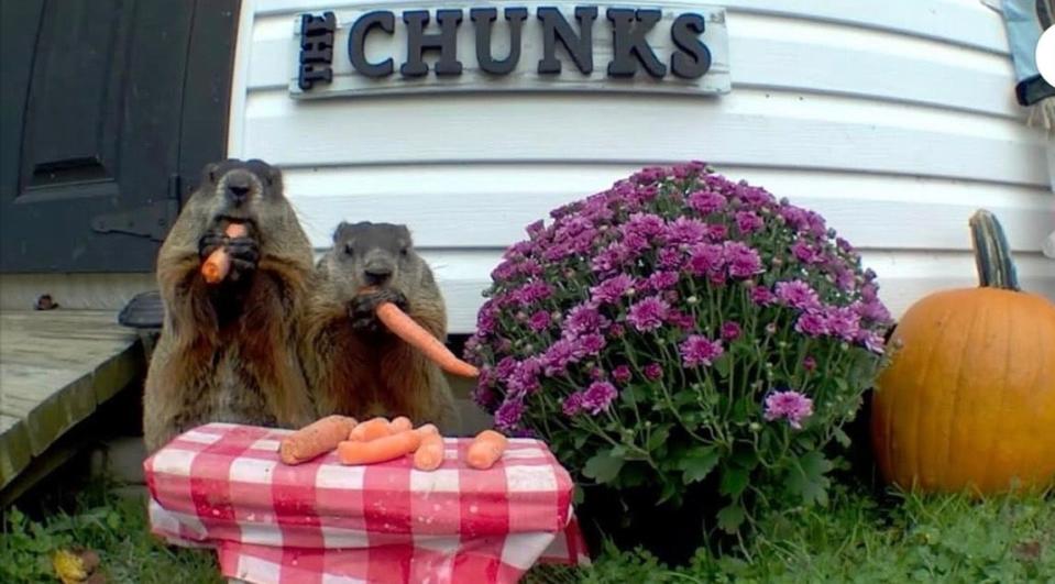 Nibbles (left) and Nuggets help themselves to carrots in Middletown on a tiny picnic table send by fans of Chunk the Groundhog.