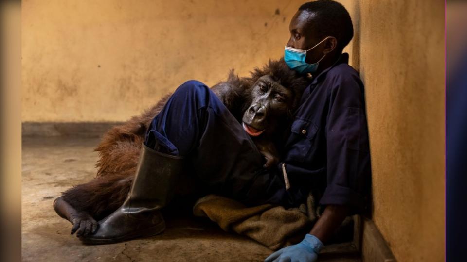 達卡希在鮑馬懷中嚥下最後一口氣，畫面令人動容。（圖／翻攝自Virunga National Park Facebook）