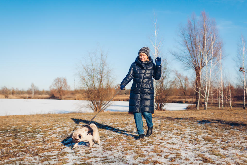 Woman walking pug dog in snowy winter park by frozen lake holding leash. Puppy wearing harness. Accessories for animals