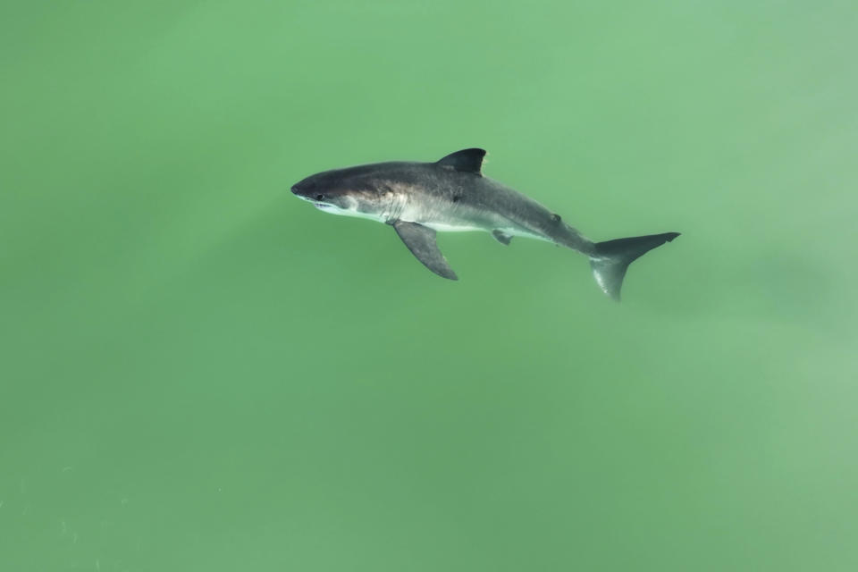 This drone image released by provided by researchers with the Shark Lab at Cal State Long Beach, shows a close view of a white shark swimming along the Southern California coastline, Feb. 9, 2022. Researchers at California State University, Long Beach, used drones to study juvenile white sharks and how close they swim to humans in the water. There were no reported shark bites in any of the 26 beaches surveyed between January 2019 and March 2021. (Carlos Gauna/CSULB Shark Lab via AP)