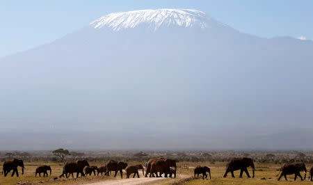FILE PHOTO: Mount Kilimanjaro in the distance, as elephants walk in Amboseli National park January 26, 2015. REUTERS/Goran Tomasevic