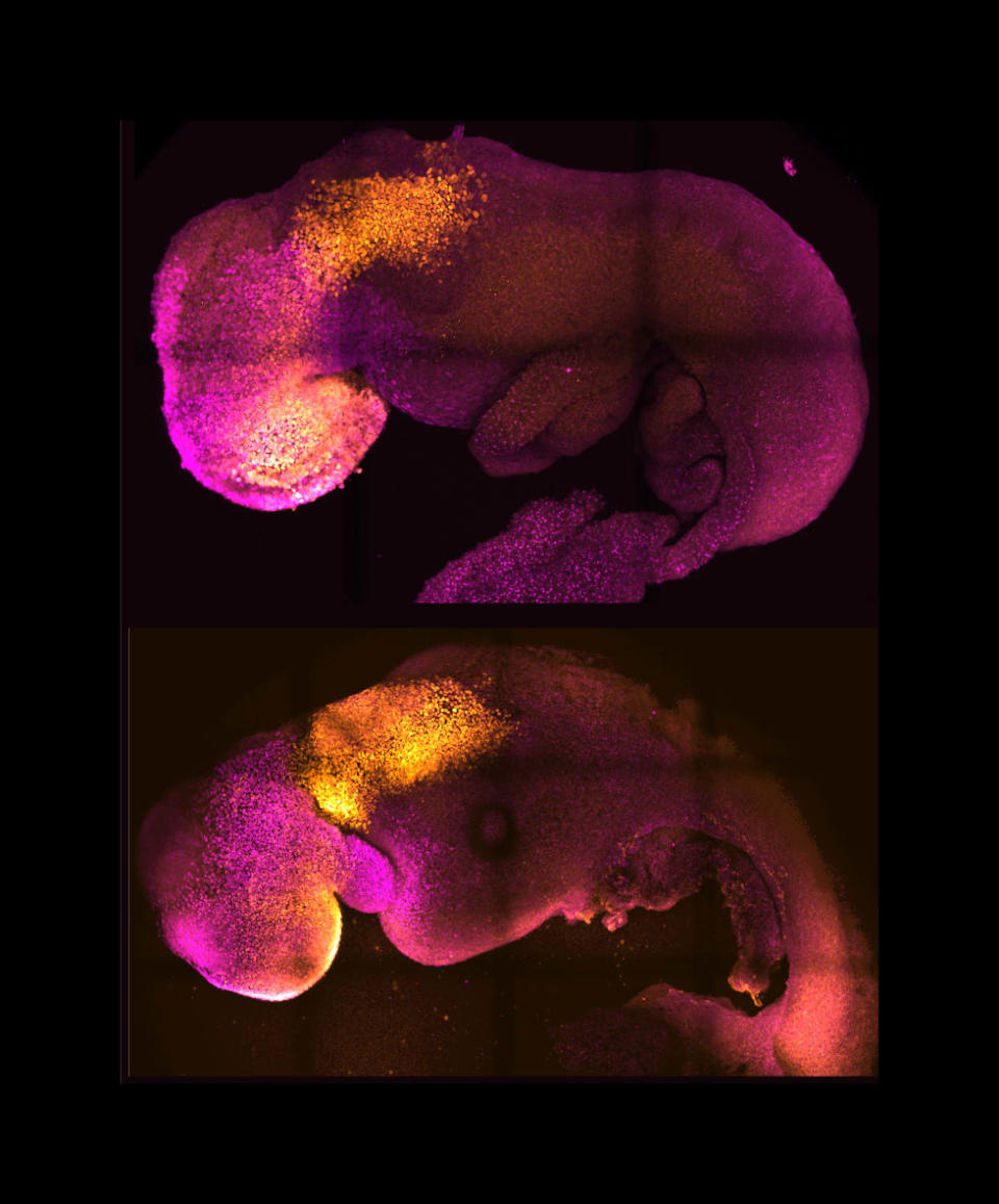 <div class="inline-image__caption"><p>Natural and synthetic embryos side by side to show comparable brain and heart formation.</p></div> <div class="inline-image__credit">Amadei and Handford</div>