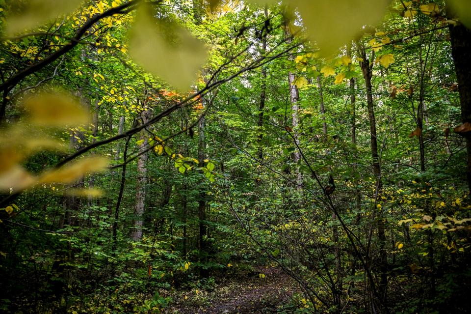 Thick woods along the trail at the Michigan State University Baker Woodlot on Wednesday, Oct. 4, 2023, in East Lansing.