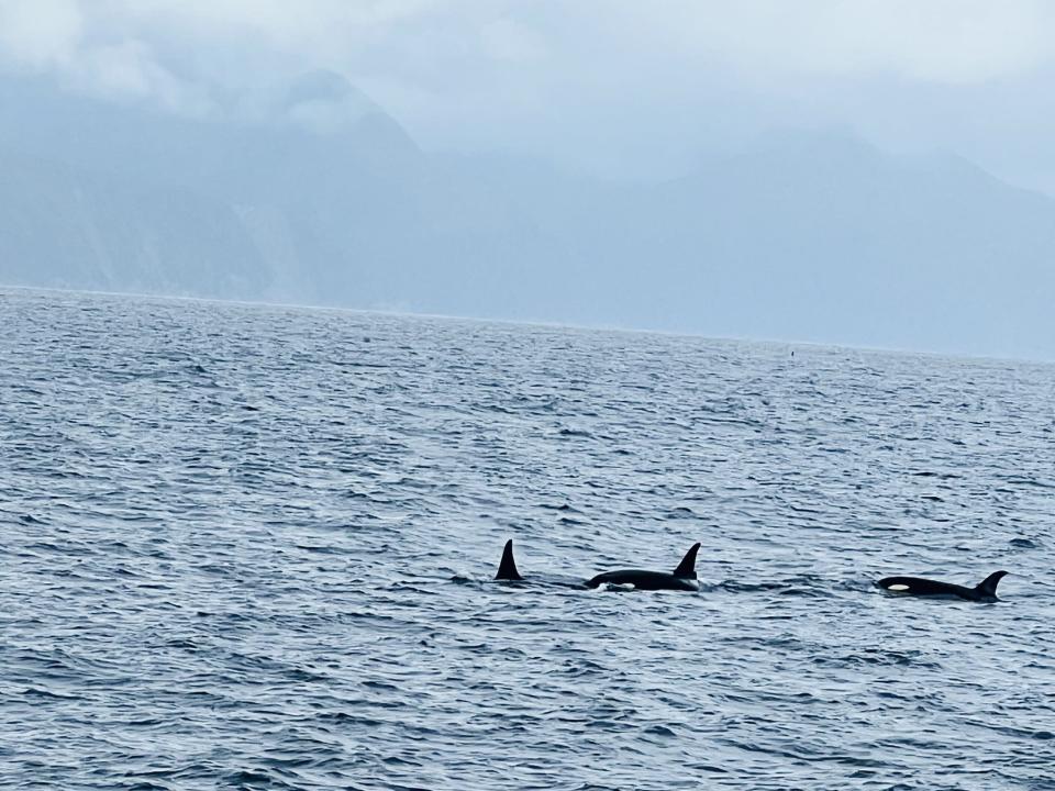 A group of orcas swim in the water.