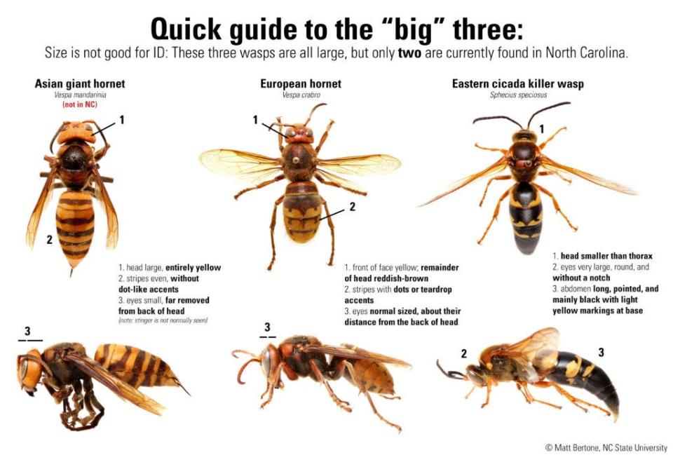 Wasps of North Carolina identification guide