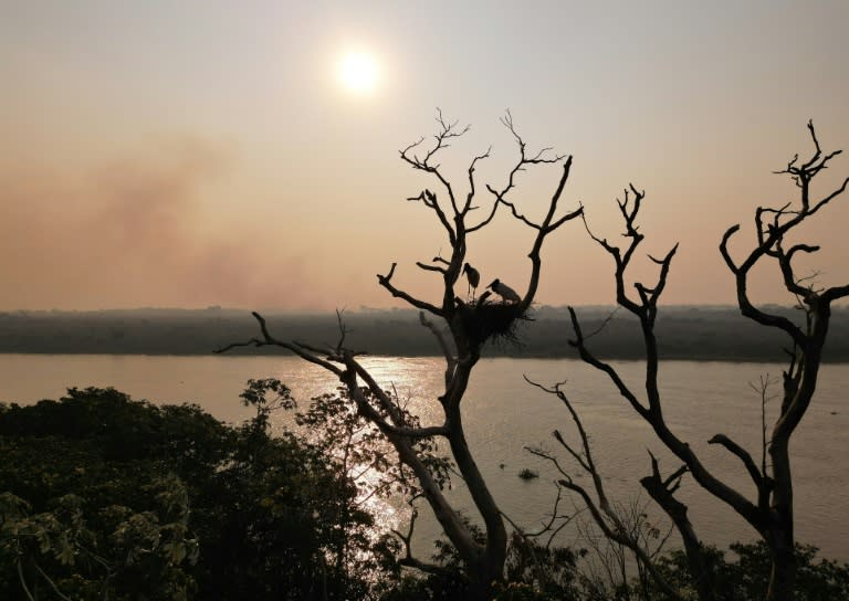 Unas aves tuyuyús (Jabiru mycteria) son vistas en su nido en un área rural de Corumbá, Mato Grosso do Sul, Brasil, el 27 de junio de 2024. Las aves quedaron a salvo de los incendios circundantes gracias a la acción de bomberos (Florian PLAUCHEUR)