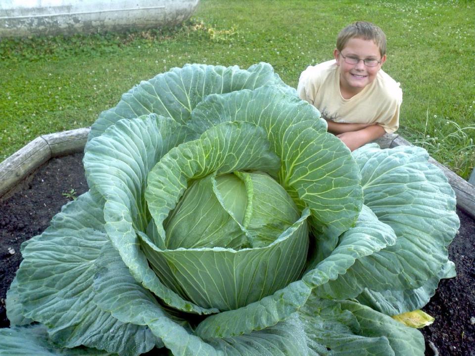 In this undated handout photo released by Bonnie Plants, Austin Mezera, winner of the Bonnie Plants Cabbage Program for the State of Wisconsin in 2011, is seen. If you think it's hard getting kids to eat their vegetables, wait until you try recruiting them for garden work. But the challenge is worth it, since children might be more likely to add healthy foods to their diet after growing them. (AP Photo/Bonnie Plants)