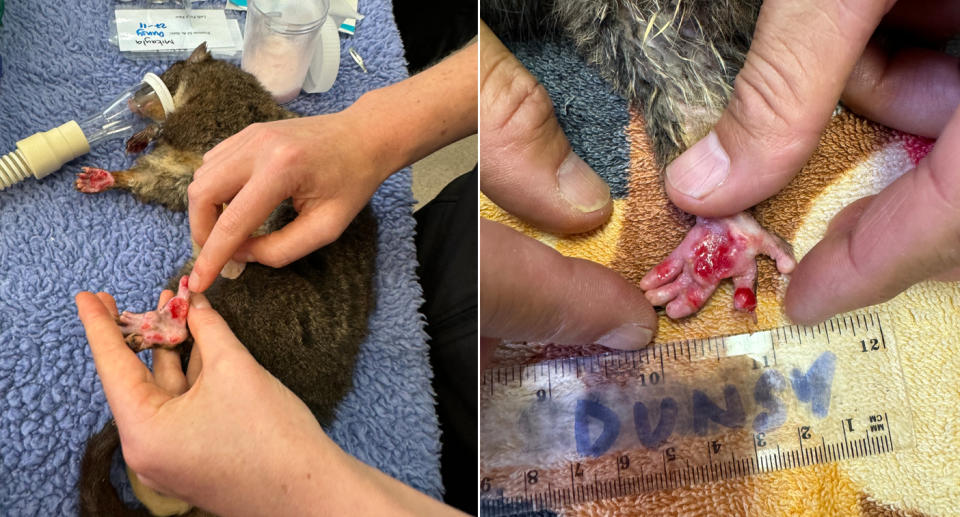 western ringtail possum with burnt feet getting care