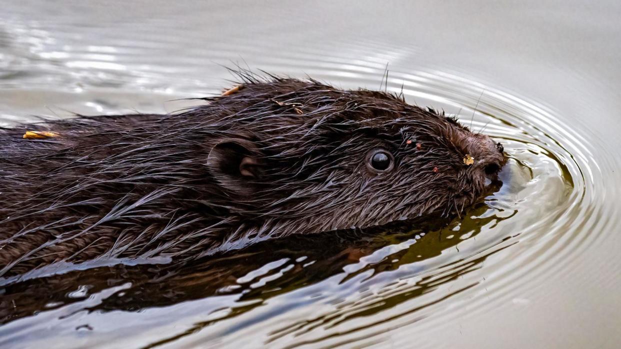 Beaver swimming