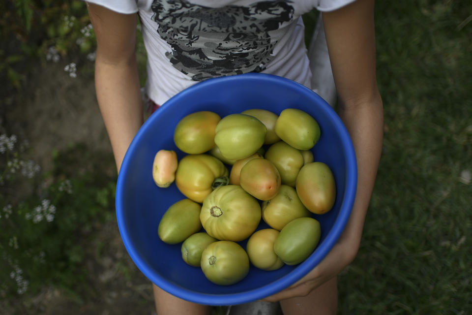 Sandra Rodríguez, de 10 años, sostiene un cuenco con tomates cosechados en el huerto urbano de su familia, en Caracas, Venezuela, el jueves 27 de agosto de 2020. Cada vez son más las personas que siembran plantas comestibles en plena capital venezolana para aliviar sus finanzas ante los elevados precios de las hortalizas y frutas. Otros se animan al cultivo urbano para aliviar tensiones en medio de una larga cuarentena decretada para contener la propagación del coronavirus. (Foto AP/Matías Delacroix)