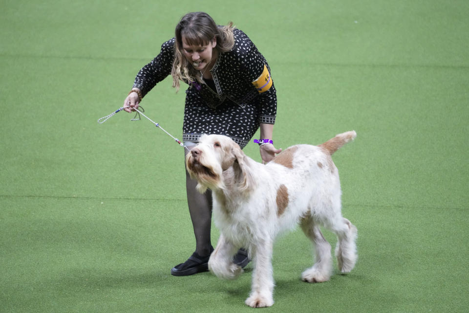 Atlas, a Spinone Italiano, competes in the sporting group during the 147th Westminster Kennel Club Dog show, Tuesday, May 9, 2023, at the USTA Billie Jean King National Tennis Center in New York. (AP Photo/Mary Altaffer)