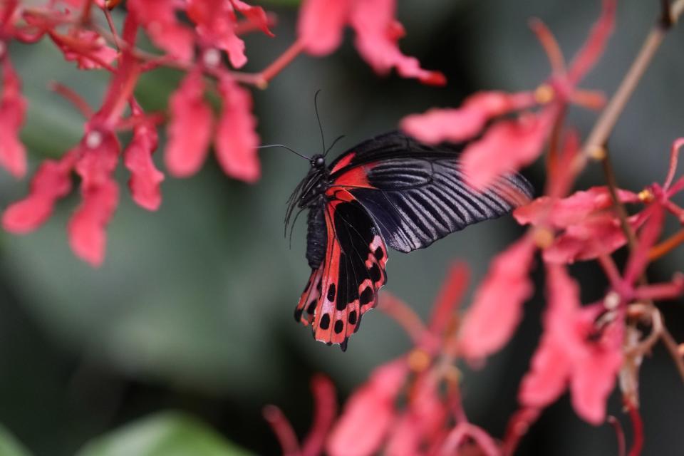 A Papilio Rumanzovia butterfly flies through flowers at the greenhouse of the Museo delle Scienze (MUSE), a science museum in Trento, Italy, Monday, May 6, 2024. The Butterfly Forest was created to bring public awareness to some of the research that MUSE is doing in Udzungwa Mountains to study and protect the world’s biodiversity against threats such as deforestation and climate change. (AP Photo/Luca Bruno)