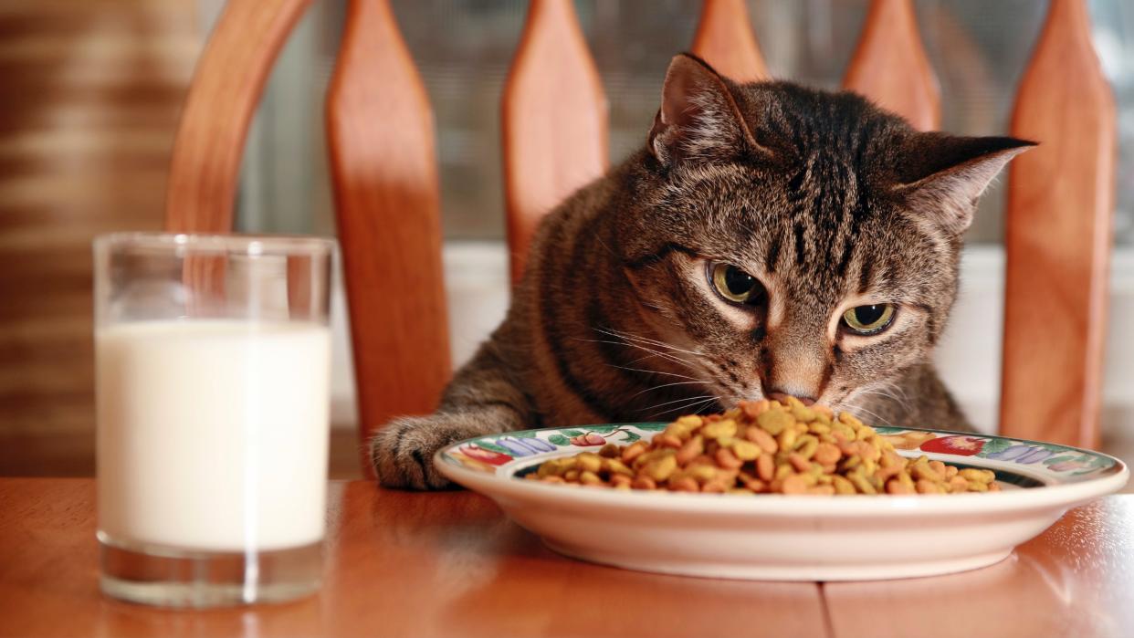  Cat eating kibble at the table. 