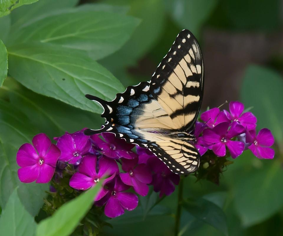 Tall Garden phlox attract pollinators like this female Eastern Tiger Swallowtail seen feeding on Luminary Ultraviolet.
