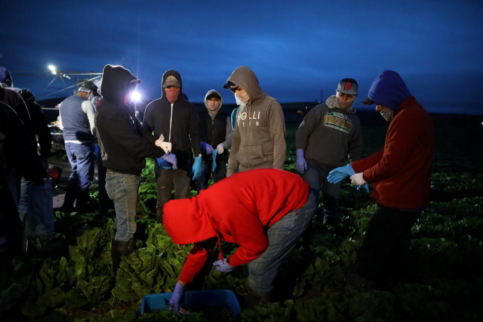 Migrant farmworkers with H-2A visas put on gloves after traveling from their labor camp to the fields to harvest romaine lettuce before dawn in King City, California, U.S., April 17, 2017. REUTERS/Lucy Nicholson SEARCH "H-2A NICHOLSON" FOR THIS STORY. SEARCH "WIDER IMAGE" FOR ALL STORIES.