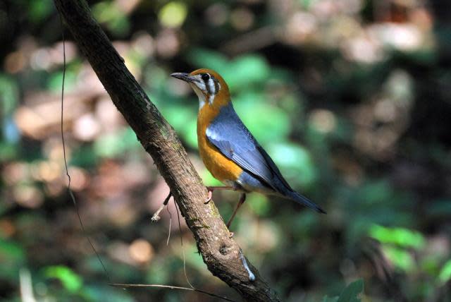 Orange-headed Ground Thrush <br><br>Sporting such brilliant colors, this Orange-headed Thrush (Zoothera citrine) was seen on the way to Dudhsagar Falls. It was patient enough to pose for us. These thrushes spend most of their time on the ground, searching for insects among fallen leaves. <br><br>Photo: <a href="http://backpakker.blogspot.com" rel="nofollow noopener" target="_blank" data-ylk="slk:Lakshmi Sharath;elm:context_link;itc:0;sec:content-canvas" class="link ">Lakshmi Sharath</a><br> <br> <a href="http://in.lifestyle.yahoo.com/submissions.html" data-ylk="slk:Submit your finest bird photographs;elm:context_link;itc:0;sec:content-canvas;outcm:mb_qualified_link;_E:mb_qualified_link;ct:story;" class="link  yahoo-link">Submit your finest bird photographs</a> or share them with our Flickr pool. The best photos will be published here.