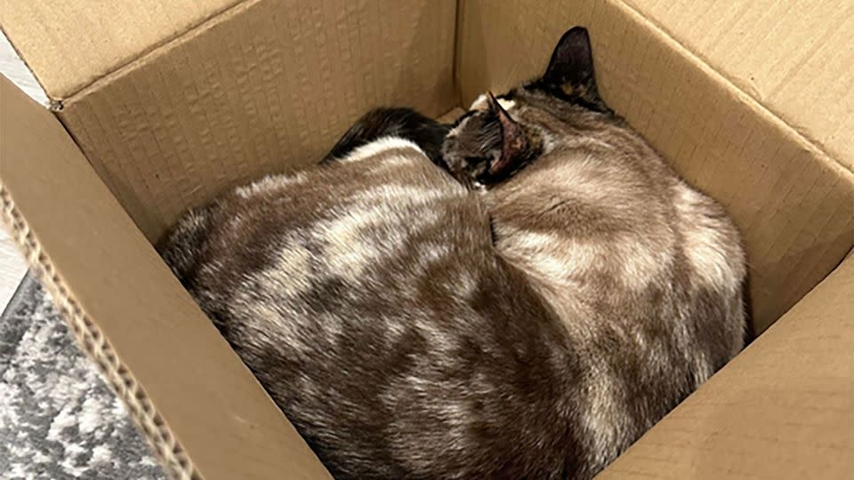 Galena curls up in a box in an undated photo; it's not the box she was shipped in. - Courtesy Carrie Clark