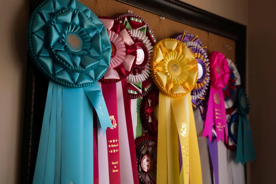 Dog show ribbons hang inside the Ruvio's office room at their home in Williamston on March 8, 2023. "This isn't even close to all of them," said Ayalla Ruvio.