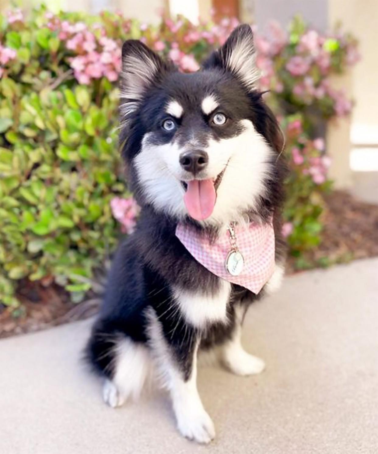 Pomsky sitting in front of flowering bush wearing a bandana