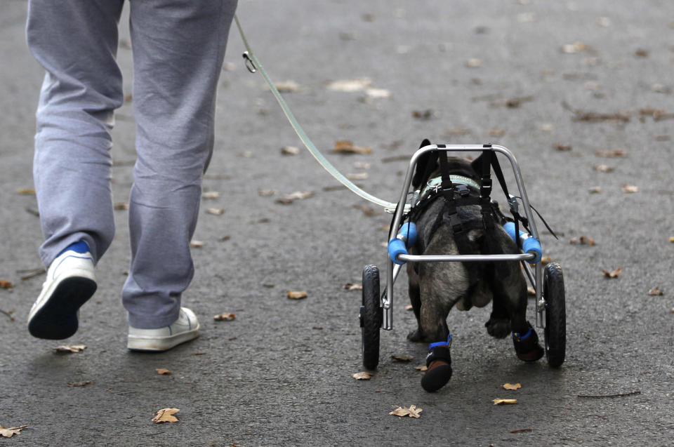 French bulldog Billy runs with his owner while wearing a medical roll car. REUTERS/Ina Fassbender