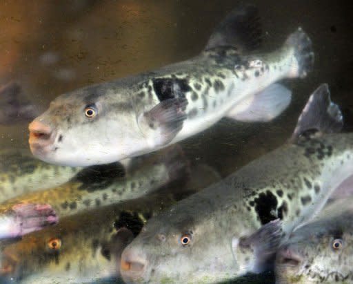 Pufferfish, known locally as fugu, swim in a tank at Japanese restaurant Torafugu-tei in Tokyo. Every year in Japan people are hospitalised after eating pufferfish; sometimes the result is fatal. But despite apparent dangers, strict rules on serving the toxic delicacy in Tokyo are to be relaxed