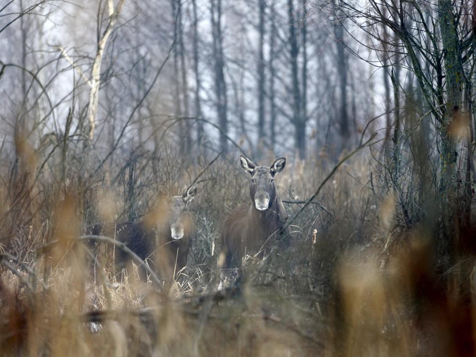 Chernobyl wildlife