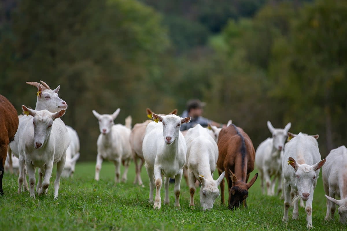 The goat was living on the same farm as a poultry flock that was also positive with the disease  (Getty Images/iStockphoto)