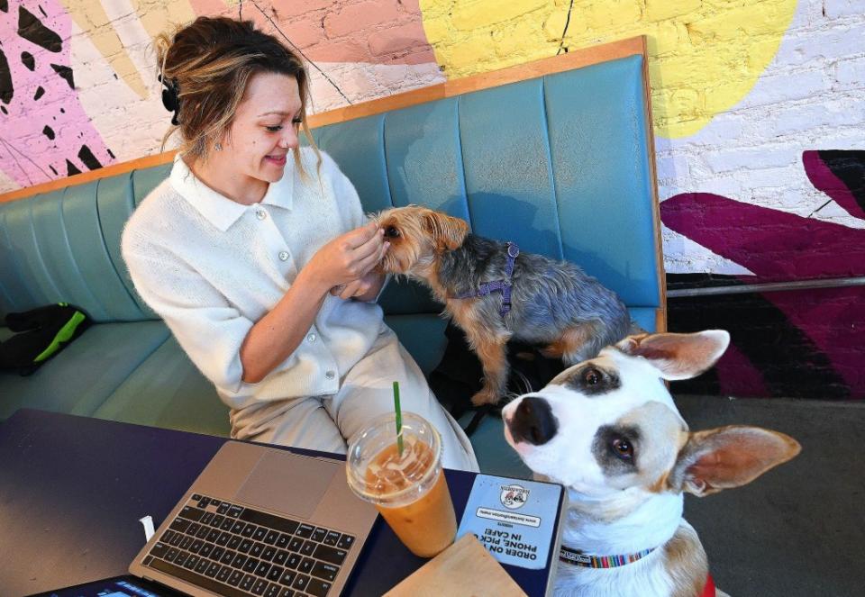 Potato, a 4 year old rescue, mugs for the camera as Isabelle du Plessis feeds Monkey, a 5 year old Morkie, at the canine friendly Boris & Horton cafe on Avenue A in the East Village. Helayne Seidman