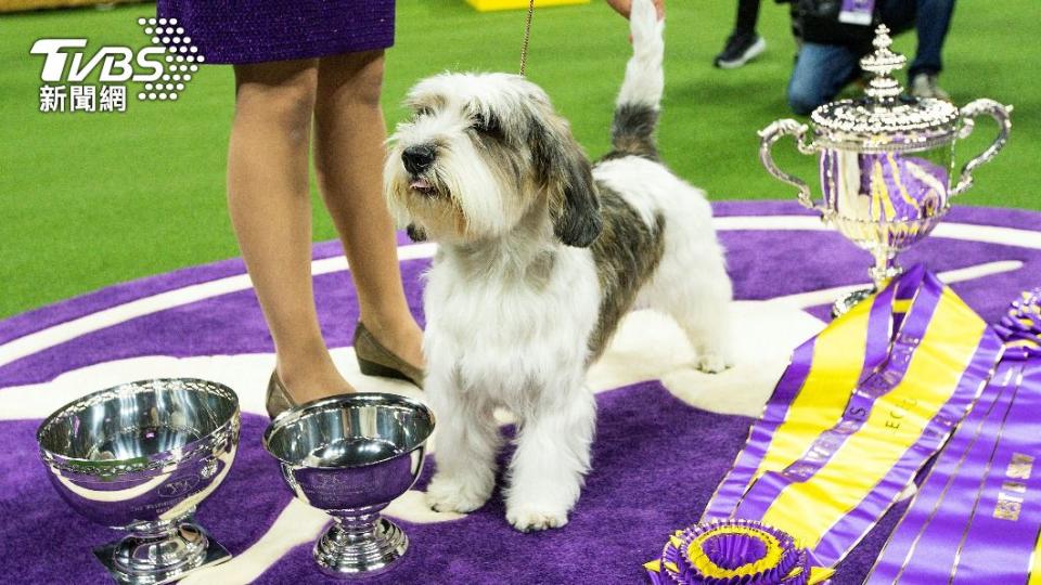 6歲迷你貝吉格里芬凡丁犬（PBGV）「巴迪‧霍利」（Buddy Holly）奪冠。（圖／達志影像路透社）