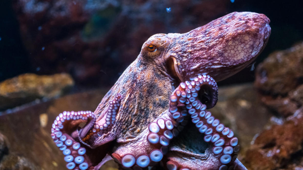  Octopus swimming underwater. 