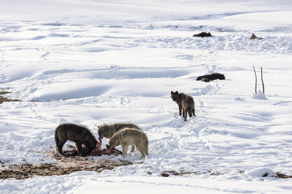 This Jan. 24, 2018, photo released by the National Park Service shows wolves from the Wapiti Lake pack feeding on a dead bison in Yellowstone National Park, Wyo. Wolves have repopulated the mountains and forests of the American West with remarkable speed since their reintroduction 25 years ago, expanding to more than 300 packs in six states. (Jacob W. Frank/National Park Service via AP)