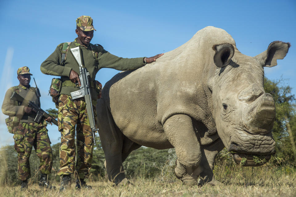 Sudan, a northern white rhinoceros, is protected by armed guards John Mugo and Daniel Maina at Ol Pejeta Conservancy on June 25, 2015, in Laikipia County, Kenya.