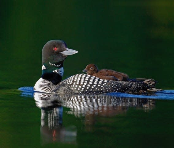 Loon with Chick by Jon Winslow