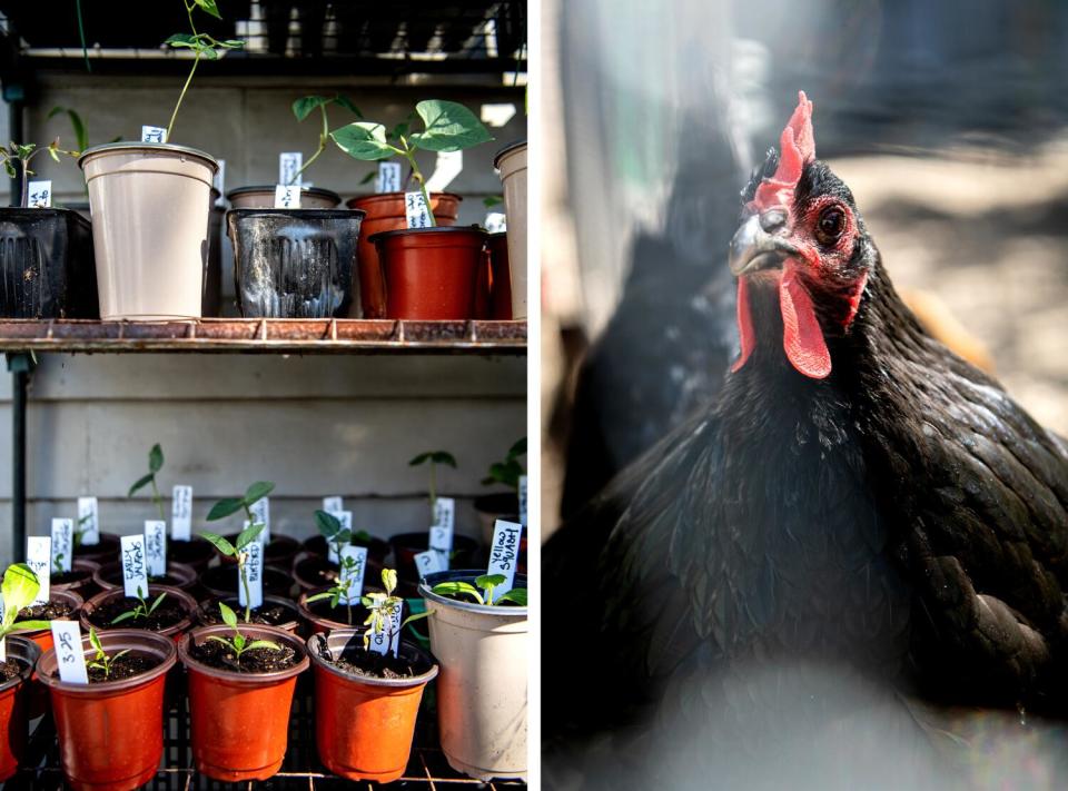 Two photos side by side, one of pots on a shelf and one of a black chicken.