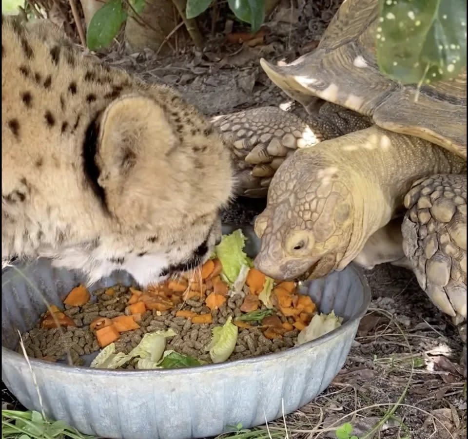 Penzie und Tuesday im Florida Conservation Centre teilen sich gerne ihre Mahlzeiten. (Foto mit freundlicher Genehmigung: Carson Springs Wildlife Conservation Foundation)
