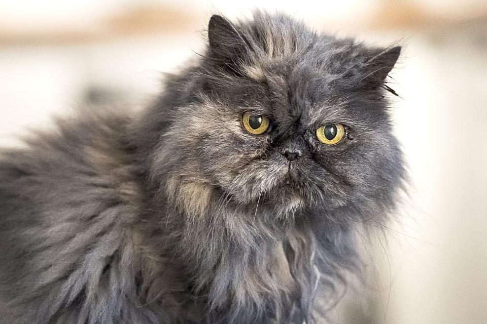 persian grey cat closeup