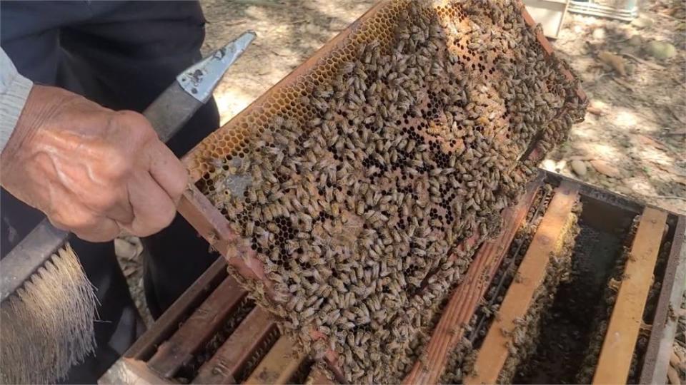 一個蜂箱一年產一公斤蜂王乳　蜂農動作俐落純手工取蜂王乳