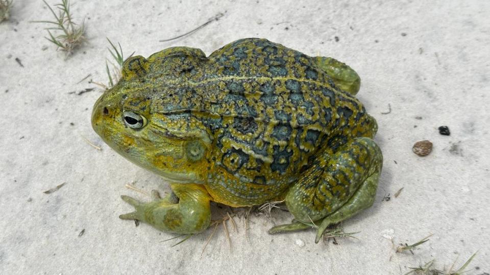 A Pyxicephalus beytelli, or Beytell’s bullfrog. Photo from Louis du Preez