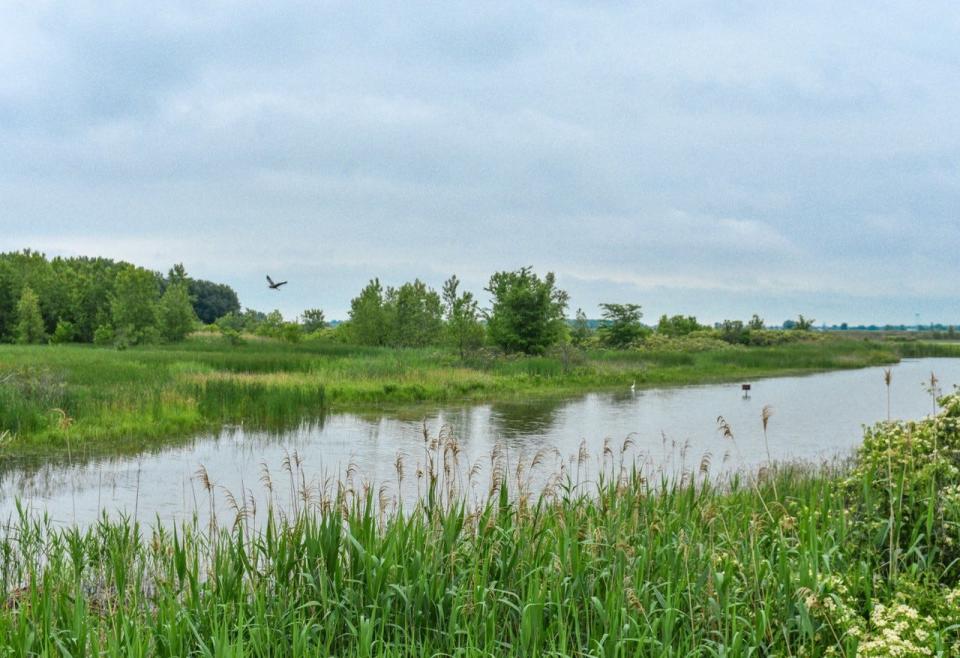 A great blue heron flies over Pickerel Creek Wildlife Area, where water levels are manipulated by ODNR Division of Wildlife staff to create optimum habitat for the wildlife which lives there. ODNR Wildlife Area Manager Jim Schott likens it to “setting a dinnerplate” for migratory birds.