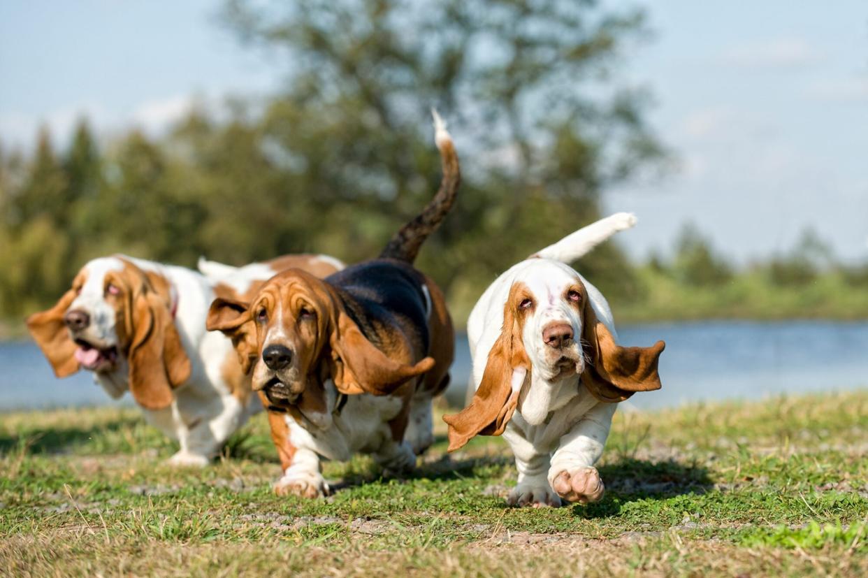 three Basset Hounds running in a park