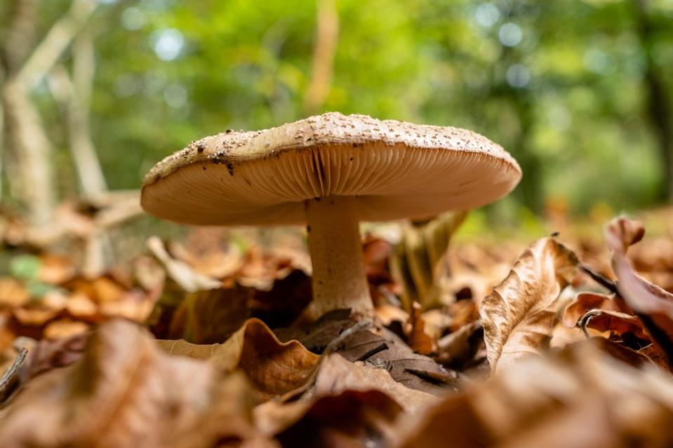 Mushrooms have shown promising results as a treatment for depression, anxiety and PTSD and are decriminalized in parts of Canada and the US. NurPhoto via Getty Images