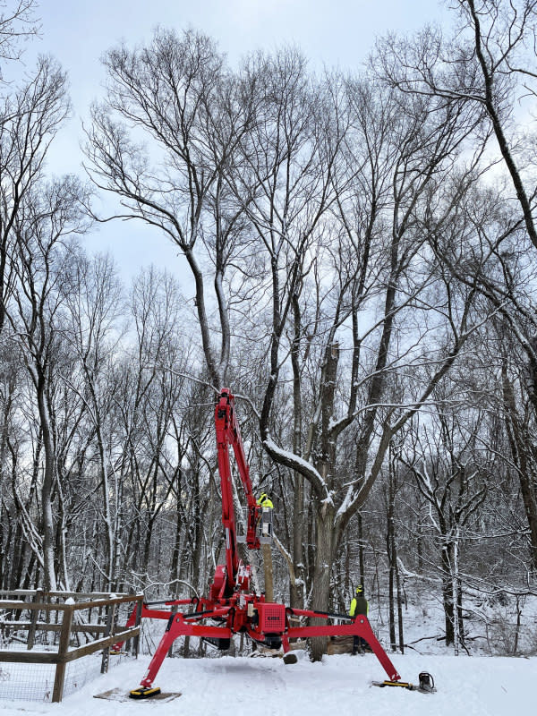 Professional tree services assess a large damaged tree.<p>Emily Fazio</p>