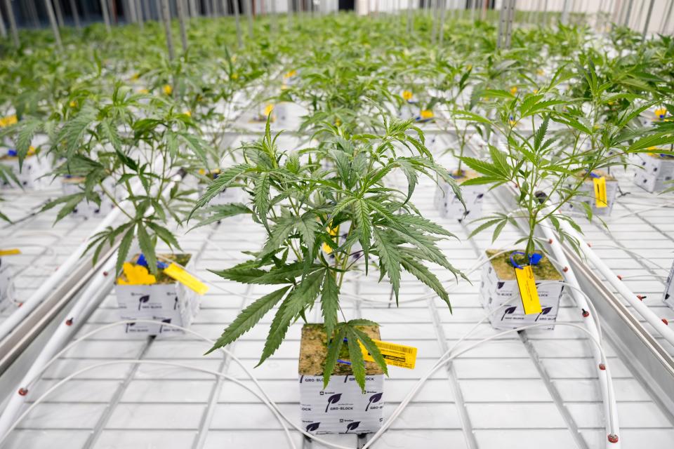 May 15, 2024; Yellow Springs, Ohio, USA; Cresco Labs grows its first marijuana crop for Ohio's new adult recreational use program.