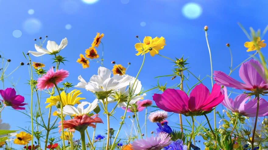 Feriados: el 21 de septiembre es el Día de la Primavera y el Día del Estudiante