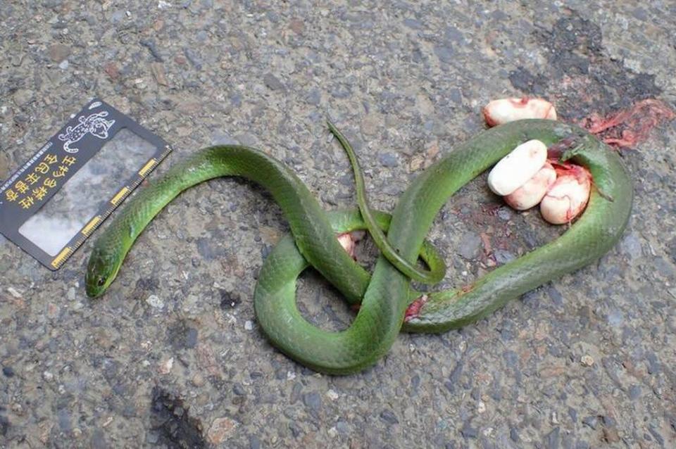 玉山塔塔加巡山員見到路上有隻爆卵的青蛇遭車輛路殺。（記者陳金龍翻攝）