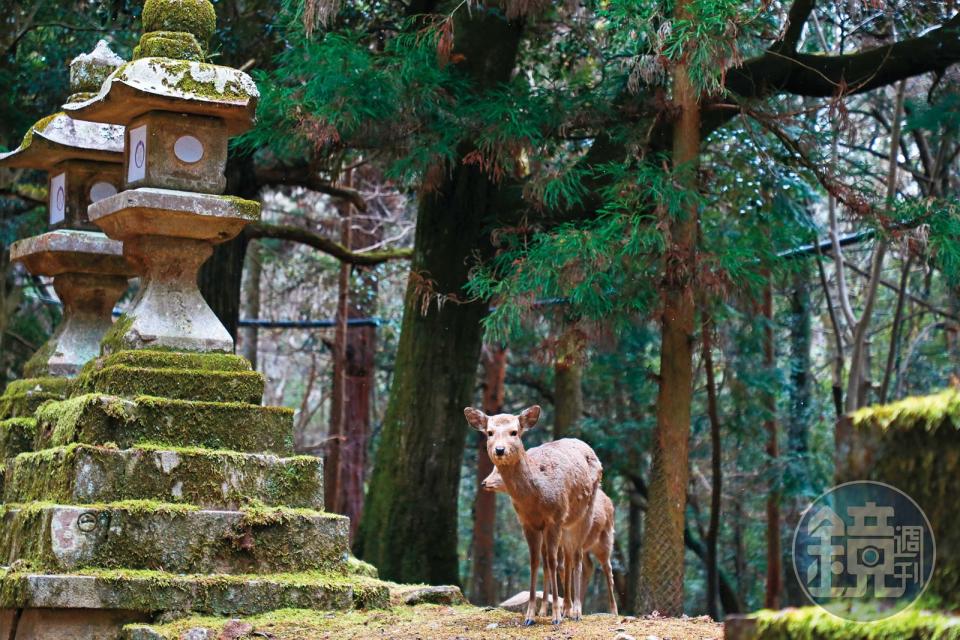 保留原始生態的奈良公園，棲息著上千隻鹿。