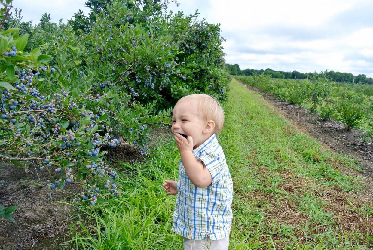 Last week, U.S. Senator Gary Peters (D-Bloomfield Township) announced bipartisan legislation intended to reduce the spread and advance research on an invasive insect hurting Michigan fruit farmers.