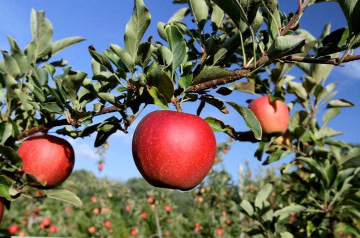 Gala apples hang from a branch in the Barden Family Orchard in North Scituate.