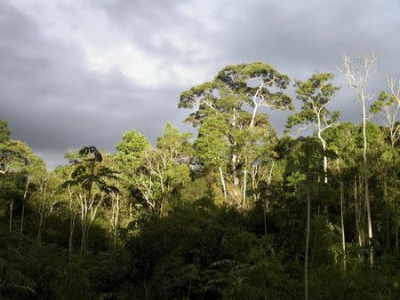 Forest on a plateau in a bauxite concession is shown at Nassau Mountains in North Suriname in this handout courtesy of Hans ter Steege taken in 2003. REUTERS/Hans ter Steege/Handout via Reuters