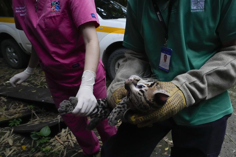 Un ocelote recibe atención médica mientras se prepara para ser liberado de nuevo en la naturaleza en un centro de rehabilitación del Ministerio del Medio Ambiente en la Ciudad de Panamá, el miércoles 28 de septiembre de 2022. (AP Foto/Arnulfo Franco)